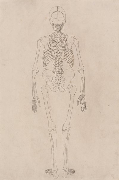 Vergleichende anatomische Darstellung der Struktur des menschlichen Körpers mit der eines Tigers und einer Kuh von George Stubbs